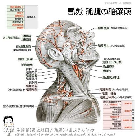首 脈